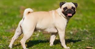 Mops